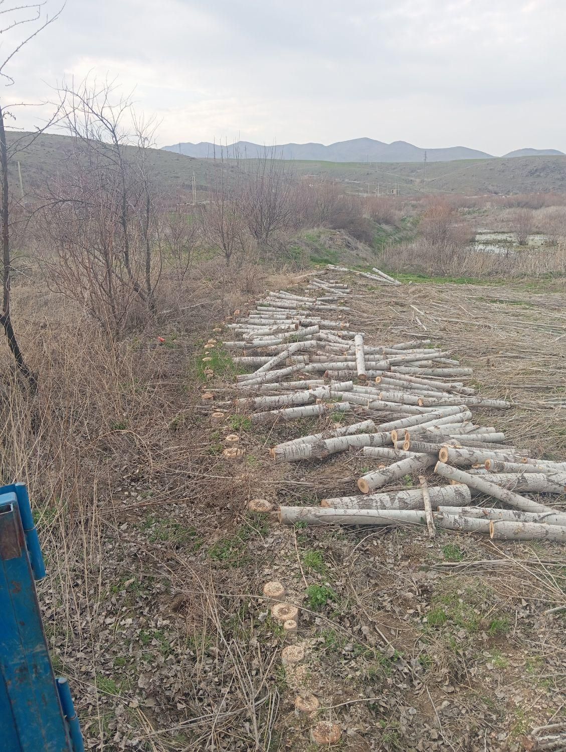 خرید انواع چوب|خدمات باغبانی و درختکاری|بوکان, |دیوار