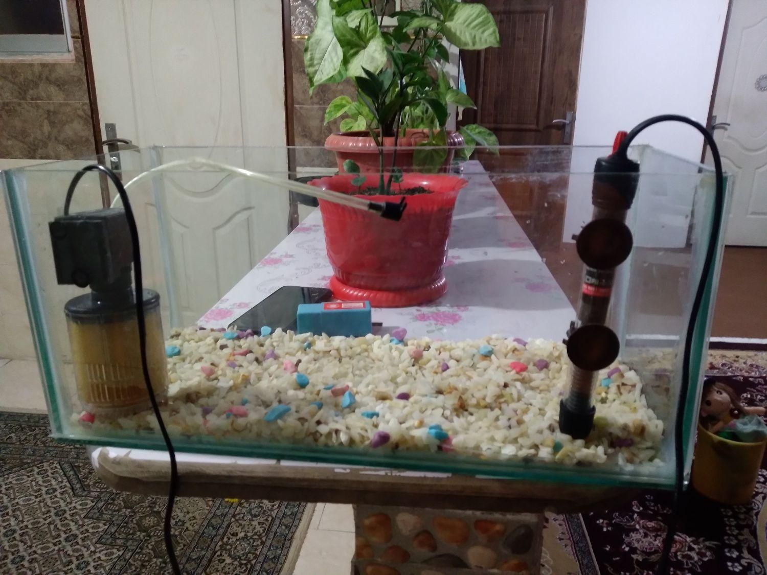 آکواریوم|ماهی|ساری, |دیوار