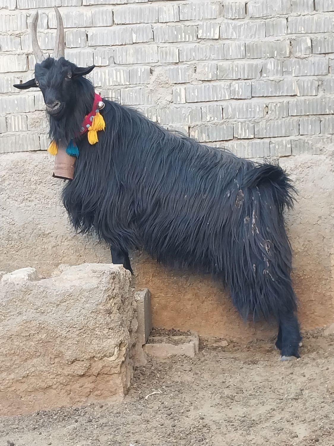 دبر چبش پازن نربز اصل ترکی روزگاری بذری جلوکش|حیوانات مزرعه|شیراز, رحمت‌آباد|دیوار