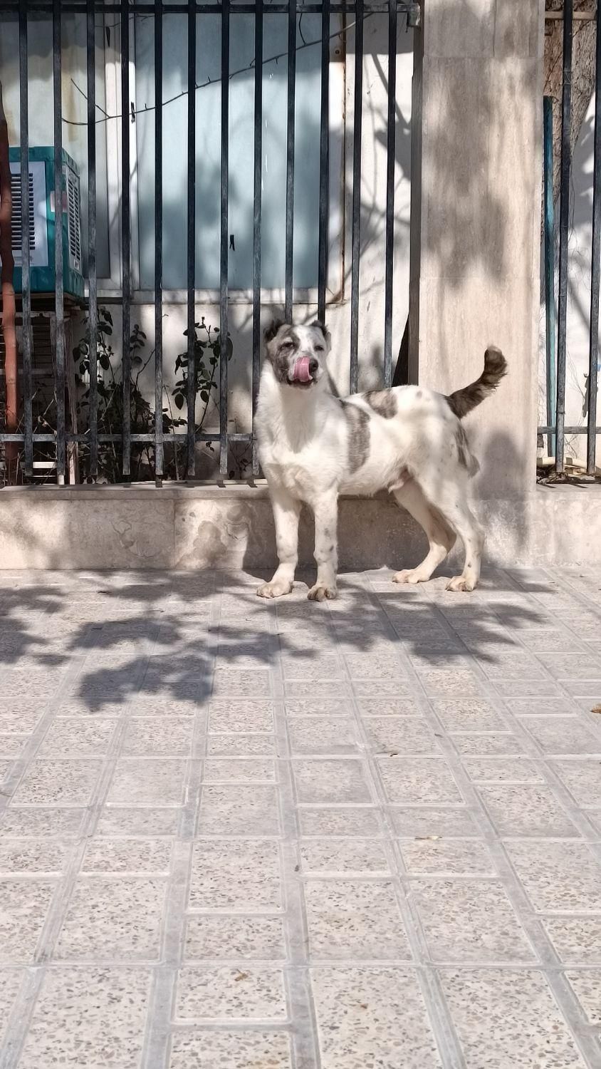 سگ نگهبان آماده به کار خط خونی نگهبان|سگ|تهران, ستارخان|دیوار
