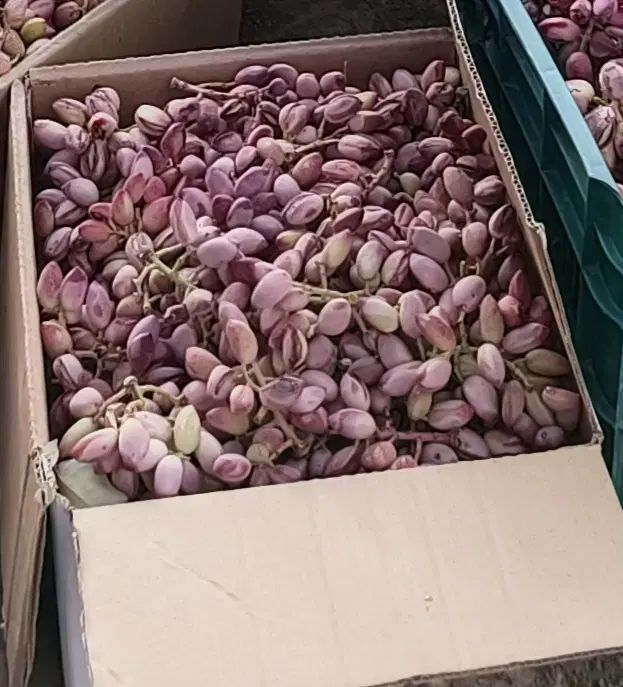 پسته تازه|خوردنی و آشامیدنی|تهران, فدک|دیوار
