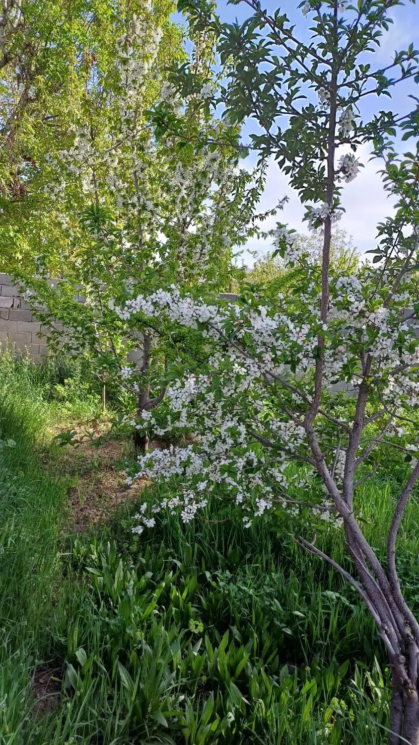 باغ ویلا جاده کلات روستای رضوان اندرخ|فروش زمین و ملک کلنگی|مشهد, تبادکان|دیوار