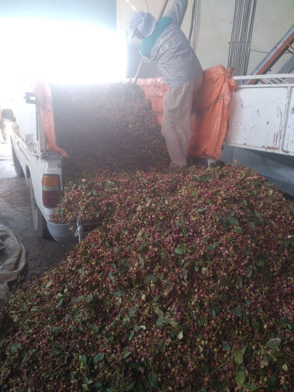 وانت بار کرایه ای (نیسان)|خدمات حمل و نقل|سیرجان, |دیوار