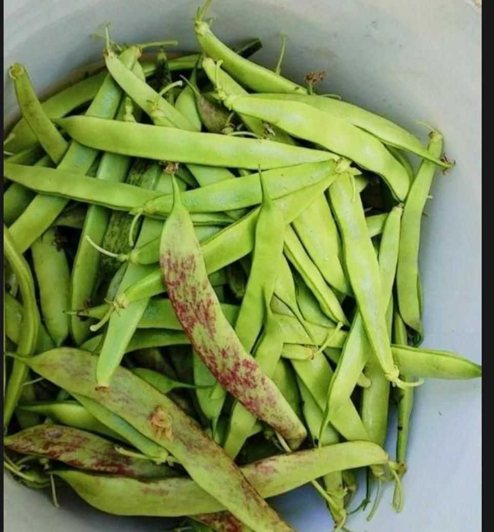 سسه پیله،  محلی|خوردنی و آشامیدنی|رشت, دیانتی|دیوار