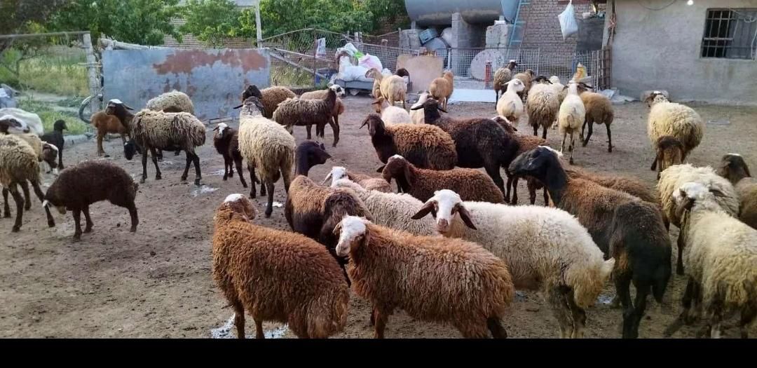 جوان نر زنده وبره واق گوسفند در ونک|حیوانات مزرعه|تهران, ونک|دیوار