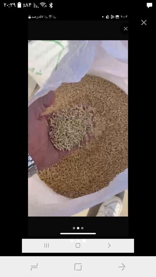 خریدارگندم وجو|خدمات باغبانی و درختکاری|دورود, |دیوار