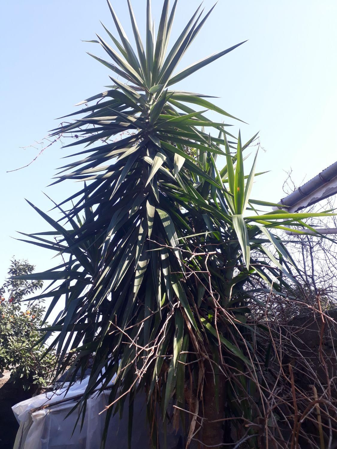 گل یوکا|گل و گیاه طبیعی|لاهیجان, آهندان|دیوار