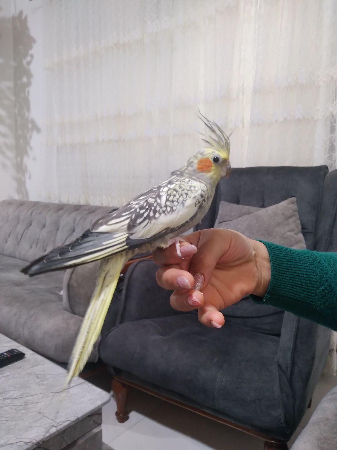 عروس هلندی|پرنده|کلارآباد, |دیوار