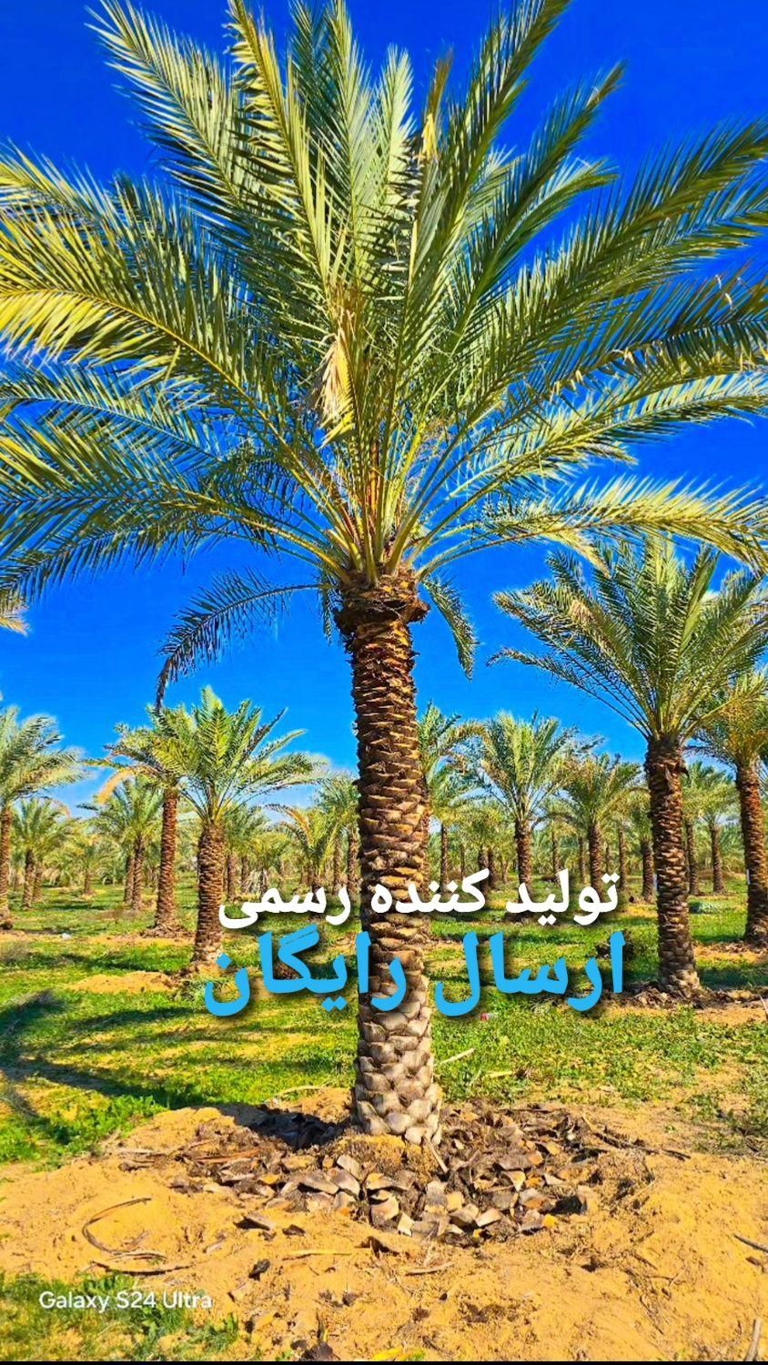 خانه سبز نخل ویلا باغ درخت شیرین ثمر|گل مصنوعی|اصفهان, نقش جهان|دیوار