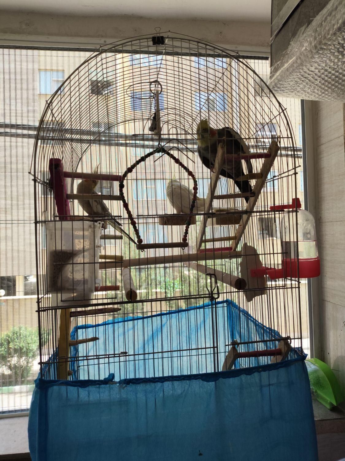 عروس هلندی|پرنده|شاهینشهر, شهرک پردیس|دیوار