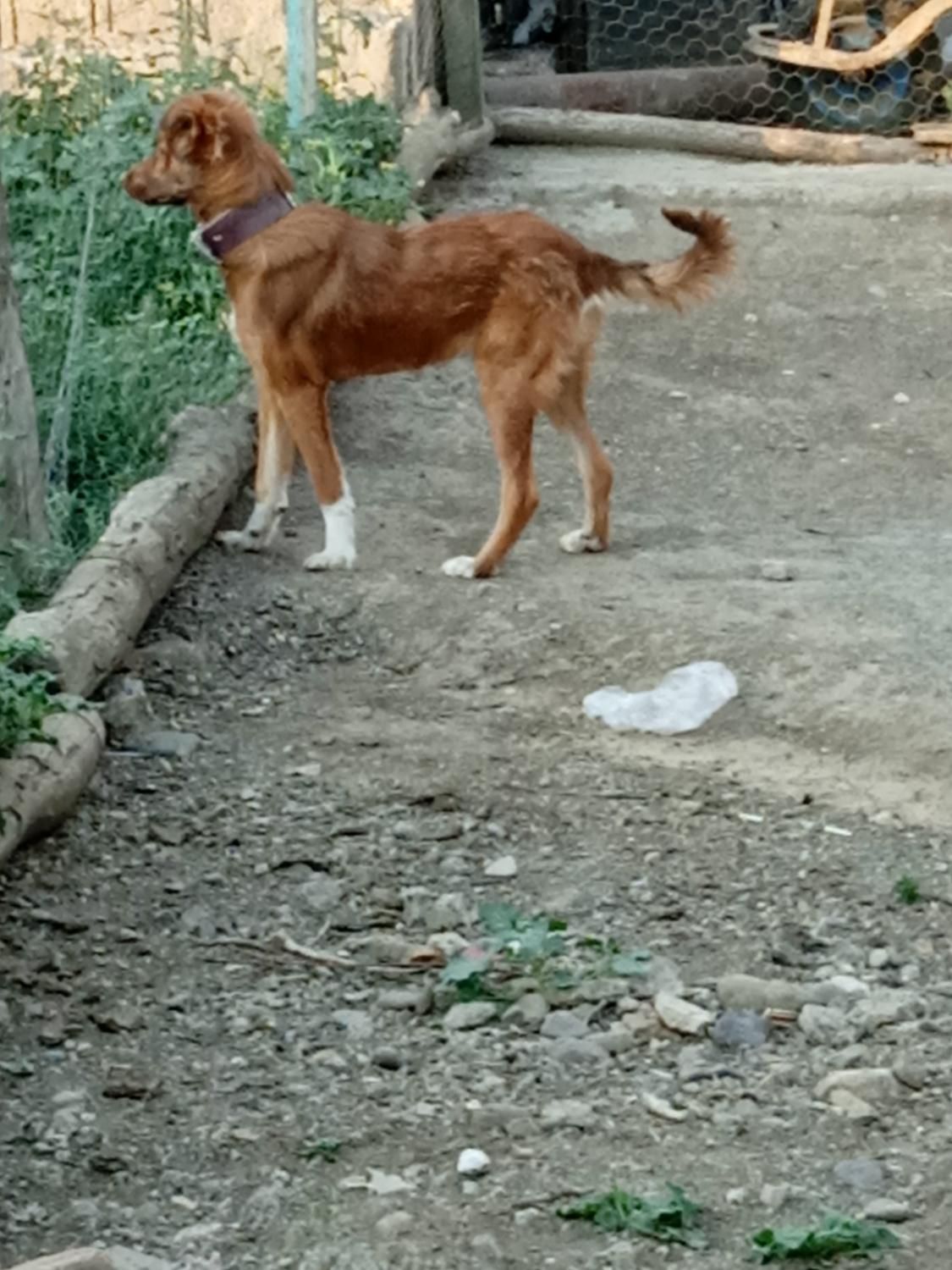 سگ نگهبان ۴ماهه|سگ|اردبیل, |دیوار
