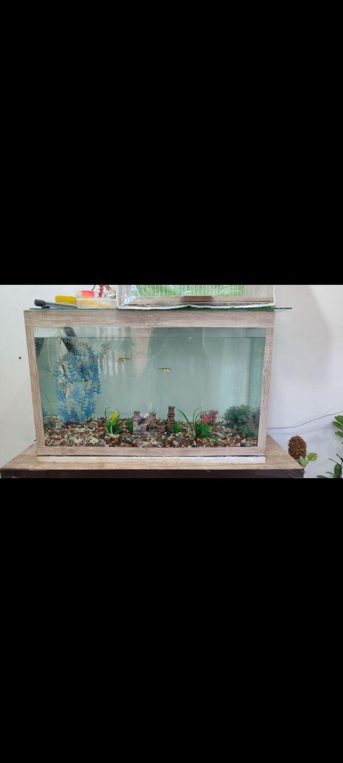 آکواریوم معاوضه با پرنده قفسی|ماهی|مشهد, امیریه|دیوار