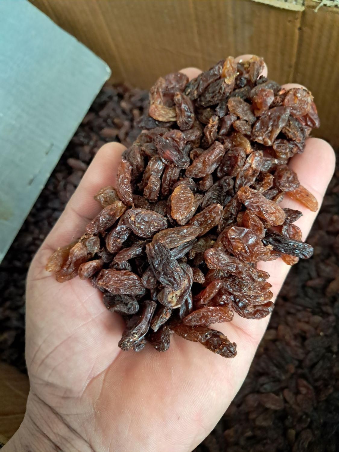 کشمش افتابی  طاهریان عبادی ۹۳   کنار|خوردنی و آشامیدنی|مشهد, عبادی|دیوار