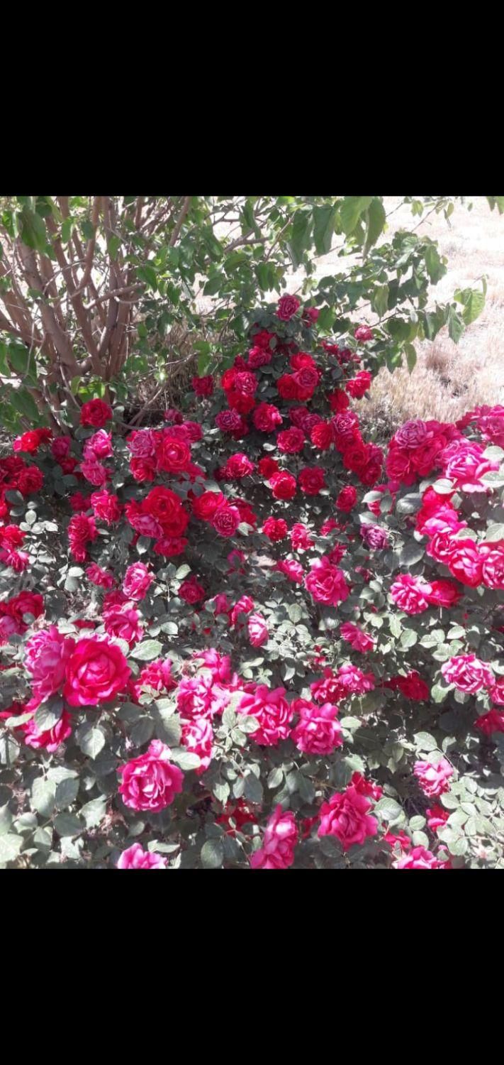 گل گیاه نهال|خدمات باغبانی و درختکاری|فردیس, شهرک ناز|دیوار