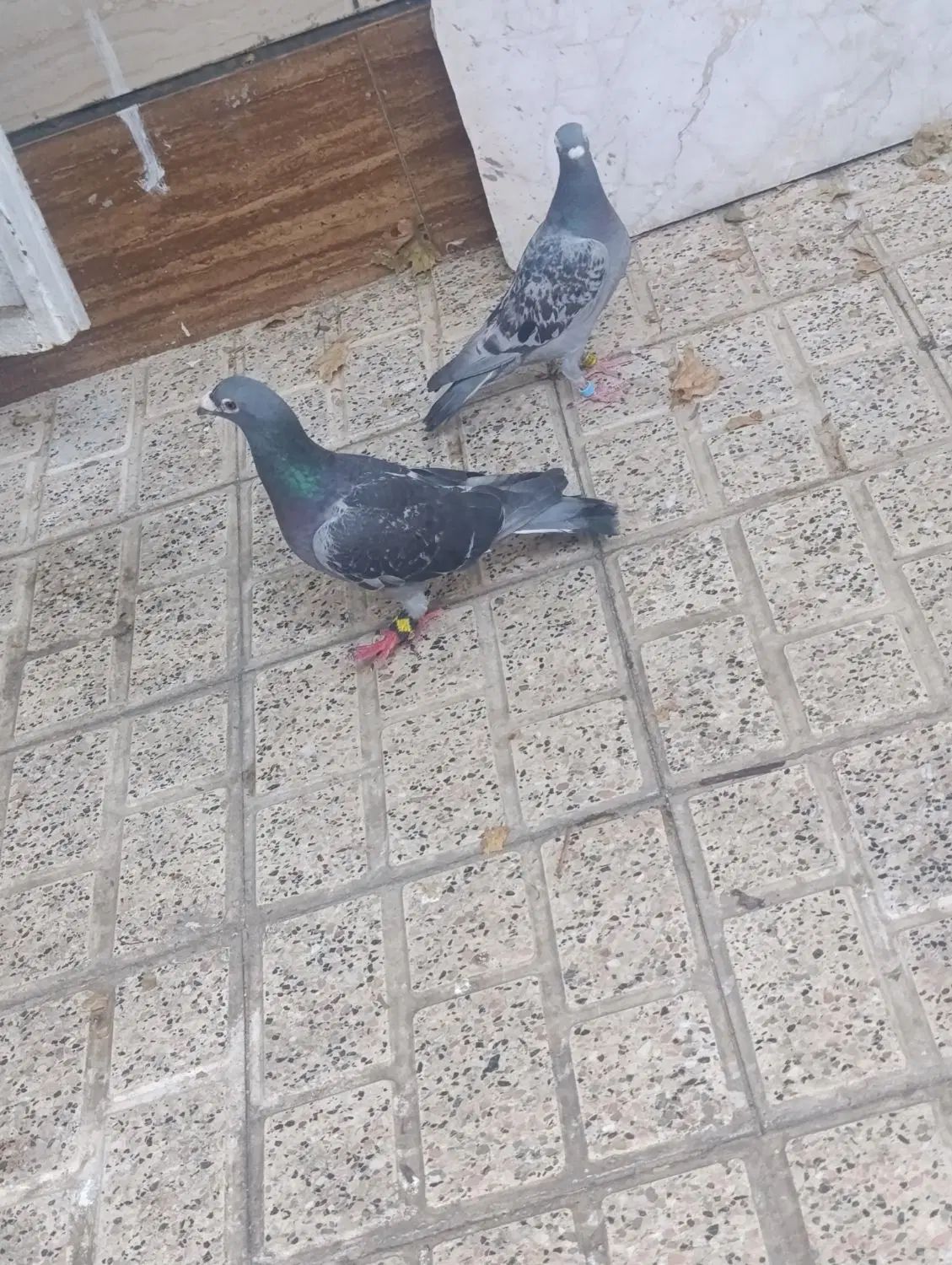 کفتر مسافتی جفت|پرنده|مشهد, پروین اعتصامی|دیوار