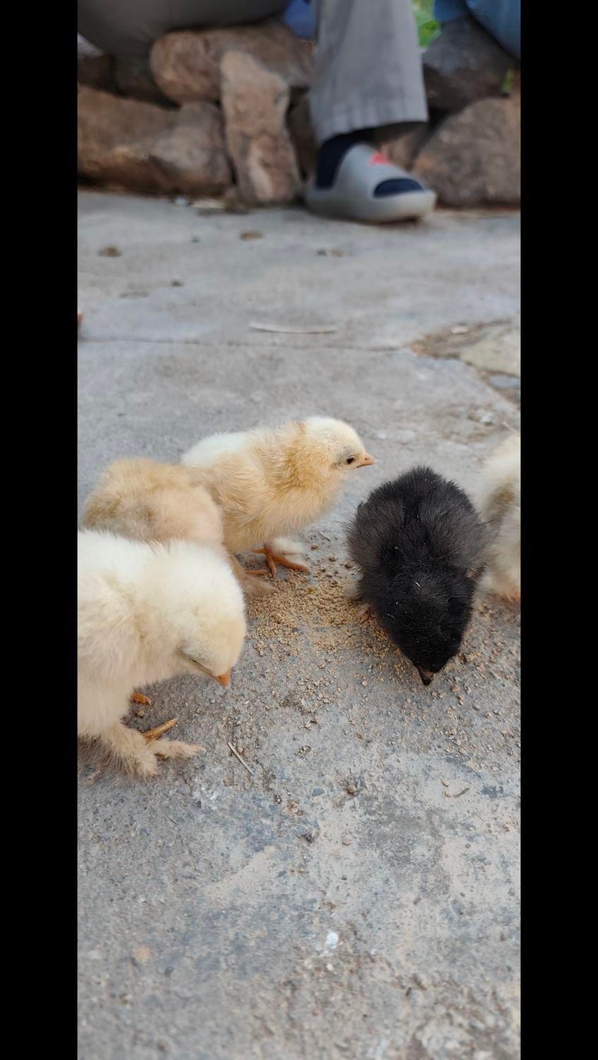 تخم مرغ نطفه دار برهما|حیوانات مزرعه|اصفهان, شهرک کاوه|دیوار