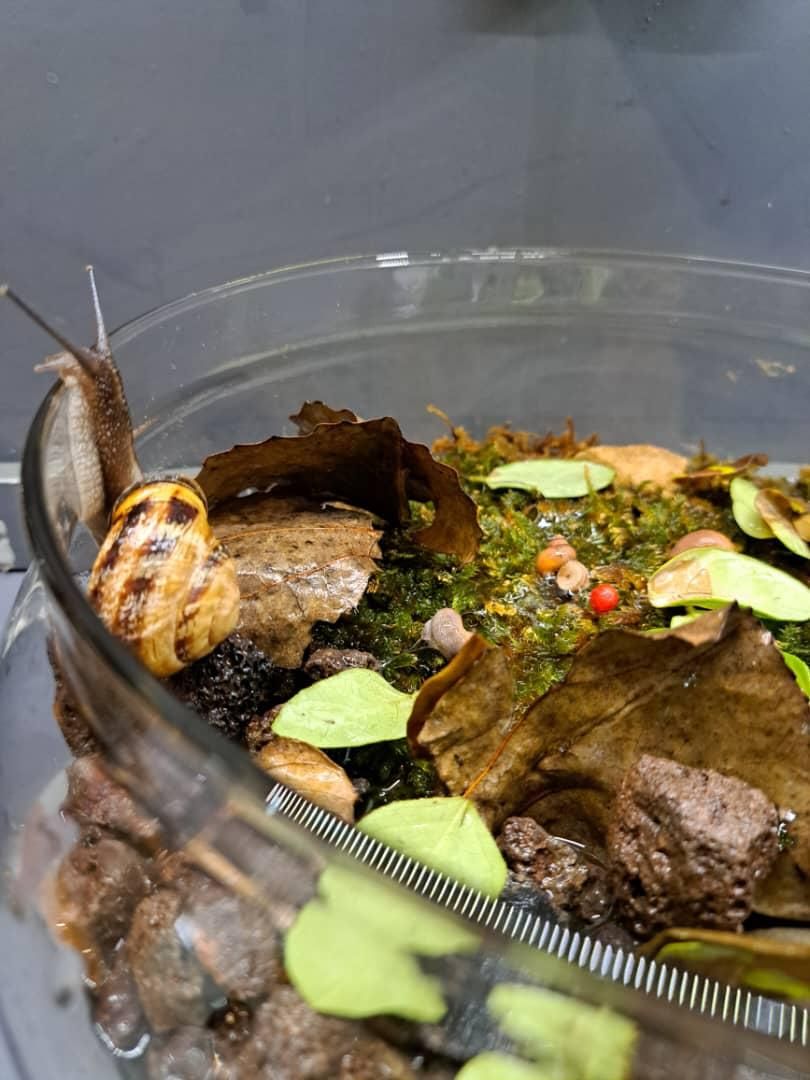 حلزون  Garden snail|خزنده|تهران, صفا|دیوار