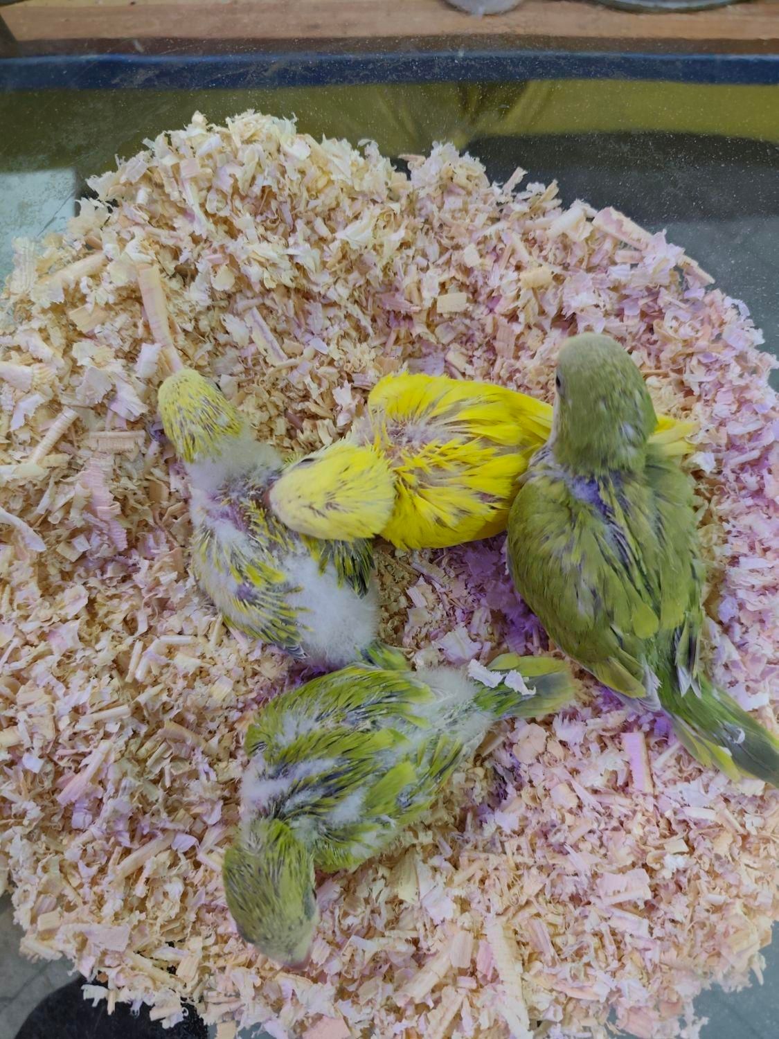 راهب سرلاکی و دم دون خور|پرنده|تهران, سجاد|دیوار