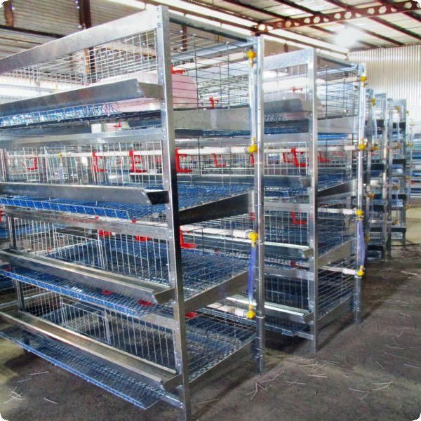 پرورش./مرغ/ رسمی.بومی صنعتی و خانگی|حیوانات مزرعه|ساری, |دیوار