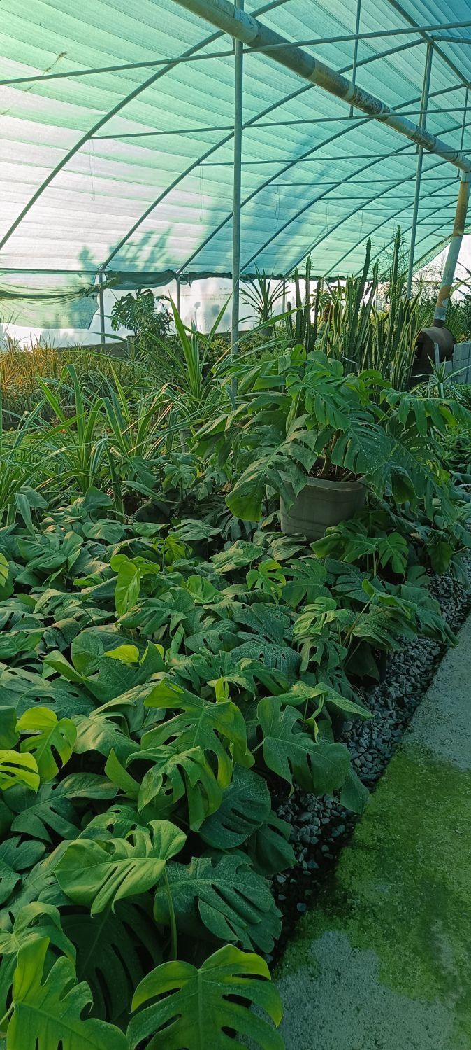 گلخانه ابریشم|گل و گیاه طبیعی|گوراب زرمیخ, |دیوار