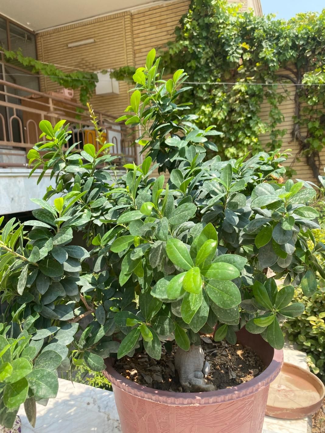 گل بونسای|گل و گیاه طبیعی|اصفهان, کشاورزی|دیوار
