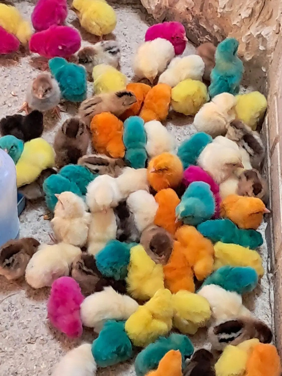 جوجه کاکلی،بوقلمون،اردک،شاخدار،بومی بلدرچین|حیوانات مزرعه|کاشان, کارگر|دیوار