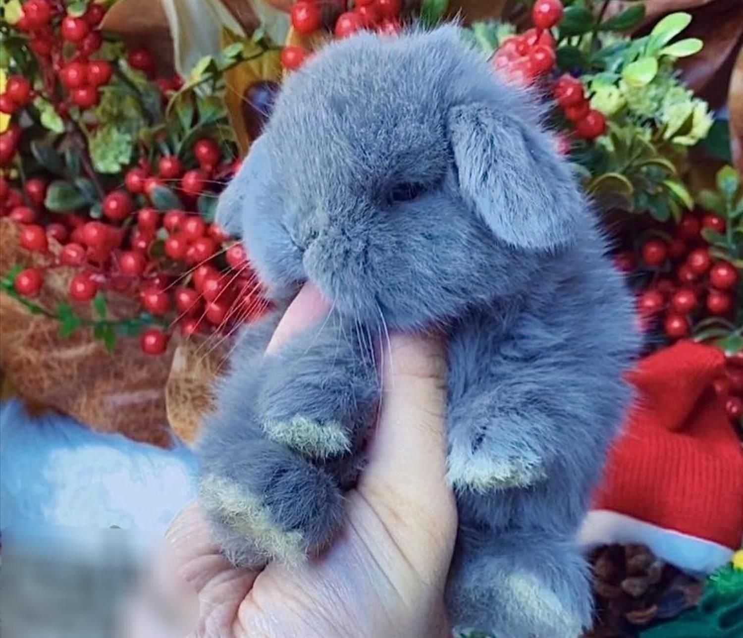 خرگوش|موش و خرگوش|اصفهان, شهرک کاوه|دیوار