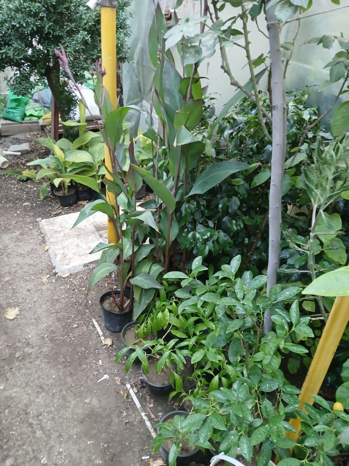 گل و گیاه باغچه ای و آپارتمانی و نهال و شمشاد|گل و گیاه طبیعی|پردیس, سیاه سنگ|دیوار