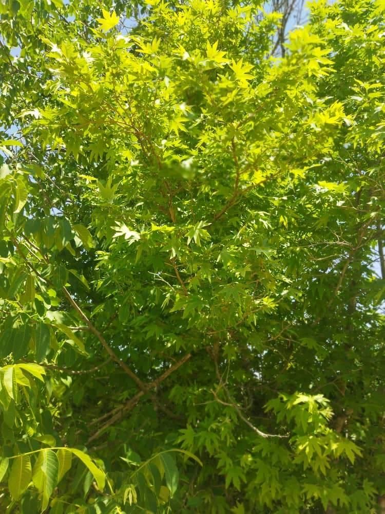 فروش باغ دونبش آزادراه اصفهان شیراز، مرکز شهر بیضا|فروش زمین و ملک کلنگی|شیراز, آزادی|دیوار