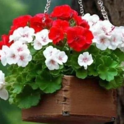تنور گازی ۴ نان|اجاق گاز و لوازم برقی پخت‌وپز|شوشتر, |دیوار
