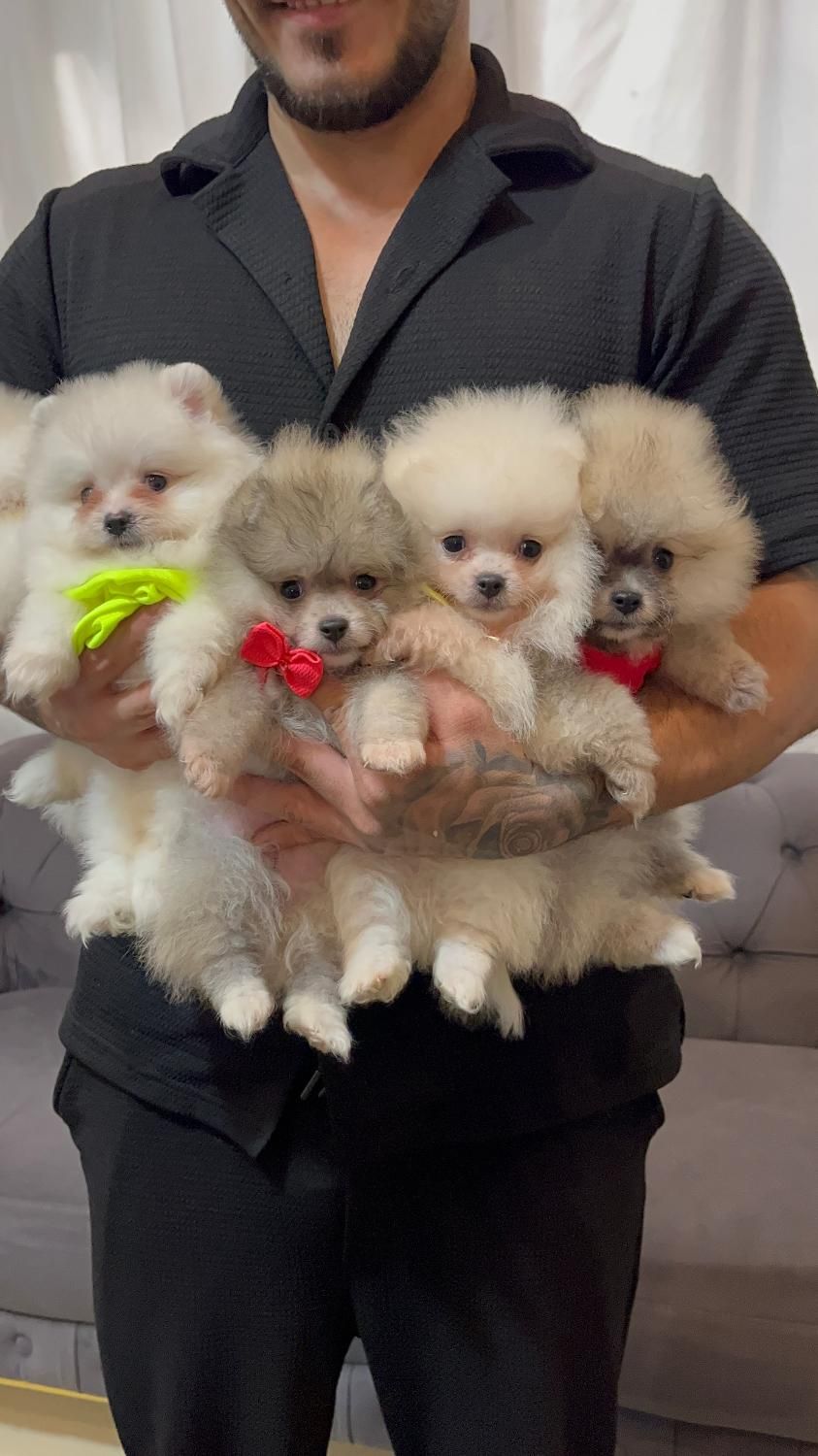 پامر خررسی سفید و پرتغالی|سگ|محمدشهر, همایون ویلا|دیوار