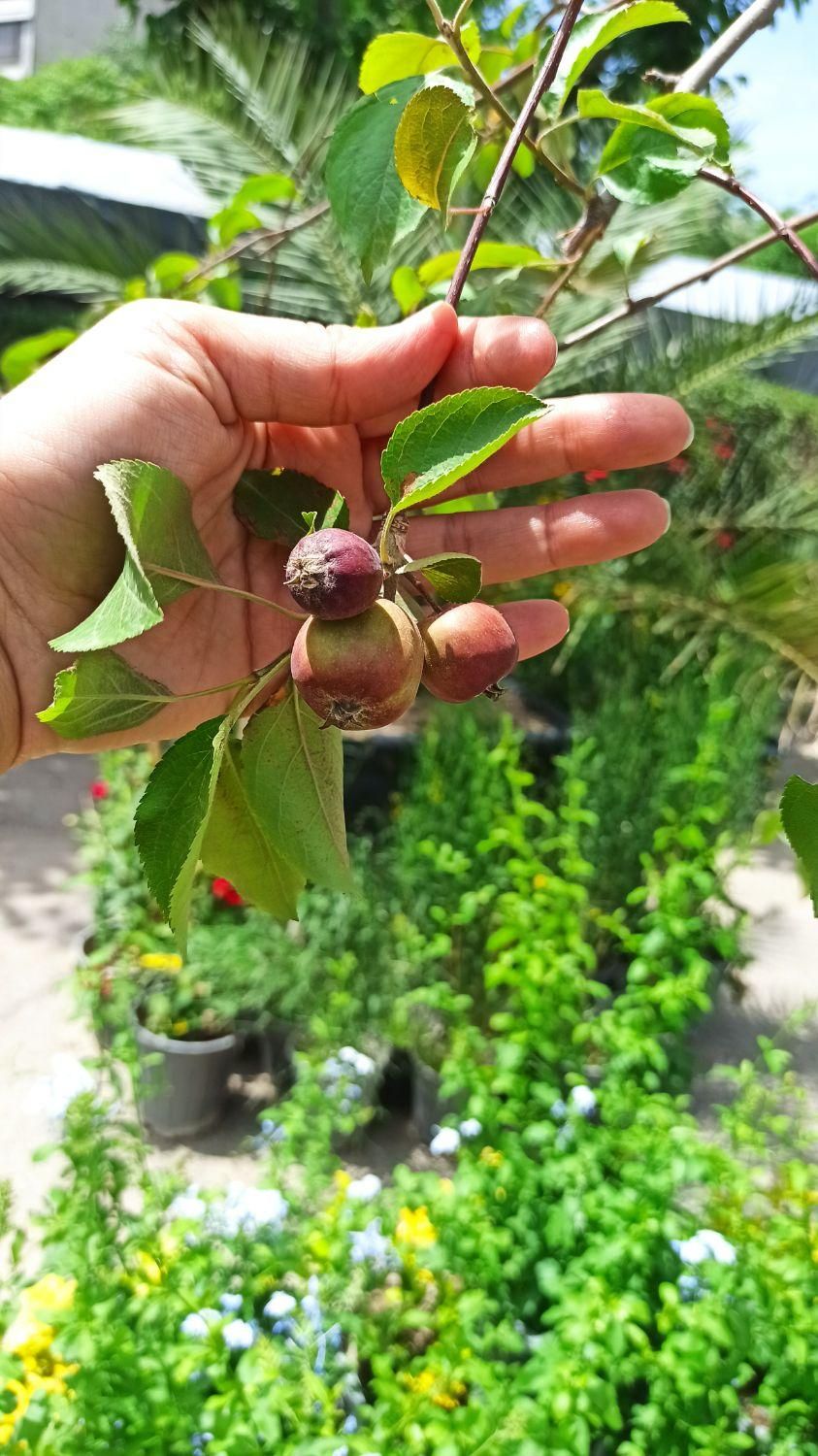 درخت نهال میوه اصلاح شده|گل و گیاه طبیعی|چهاردانگه (تهران), |دیوار
