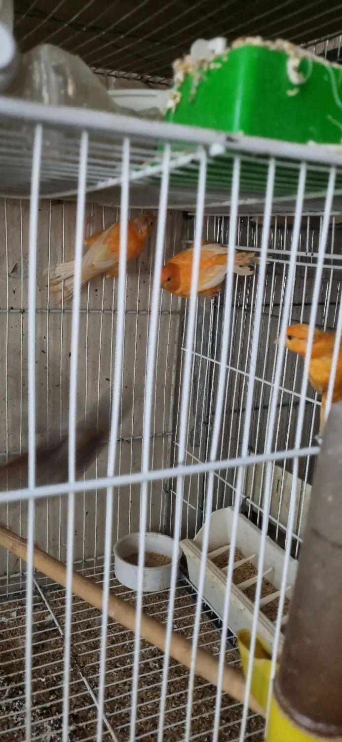 قناری نر و‌‌ ماده آماده|پرنده|تهران, مینای جنوبی|دیوار