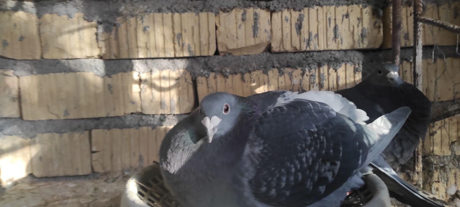 نرو ماده مسافتی|پرنده|فسا, |دیوار