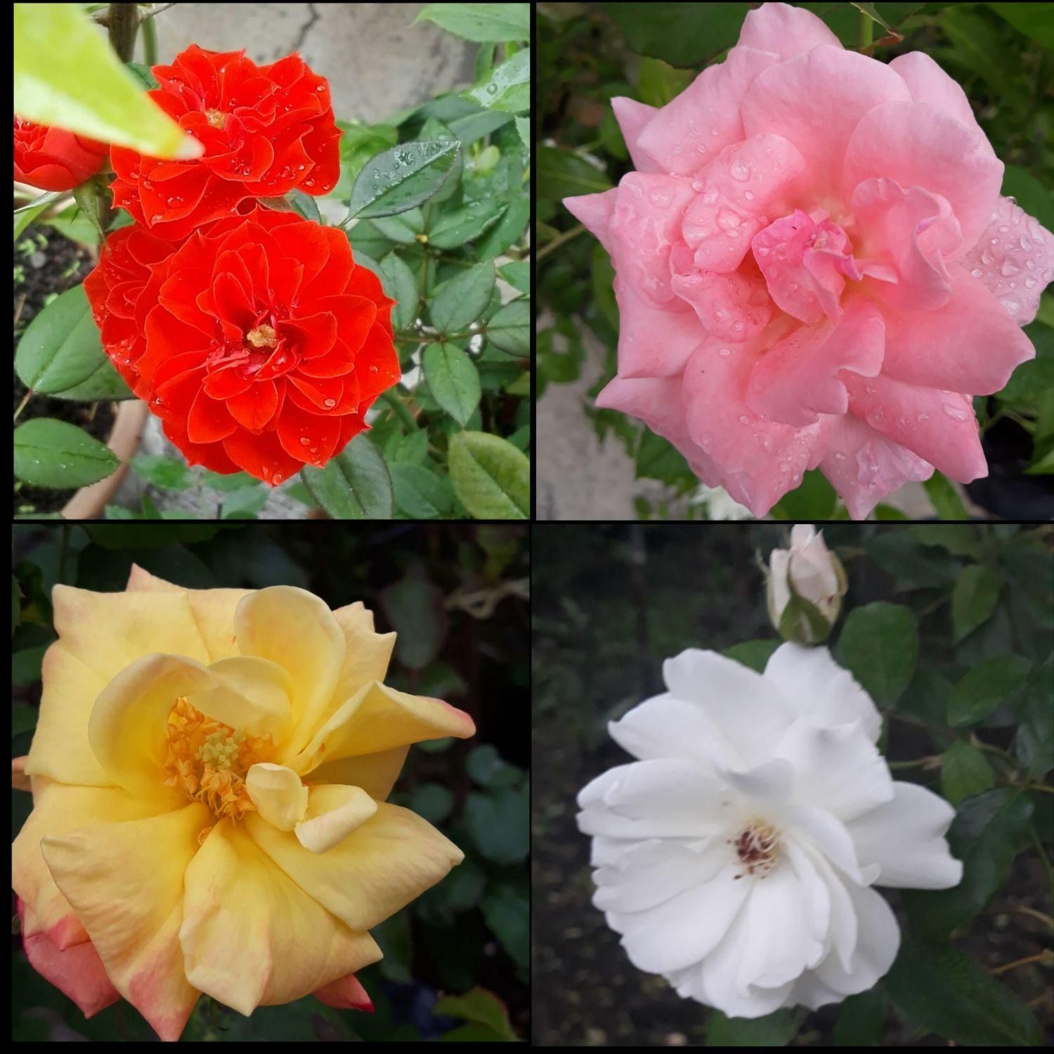 فروش انواع گل و نهال|گل و گیاه طبیعی|آستارا, |دیوار