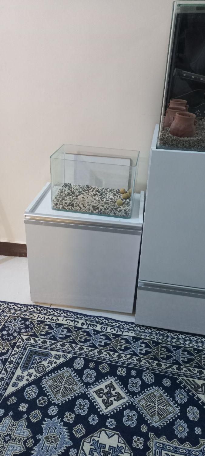 آکواریوم و میز|ماهی|پردیس, فاز ۲|دیوار