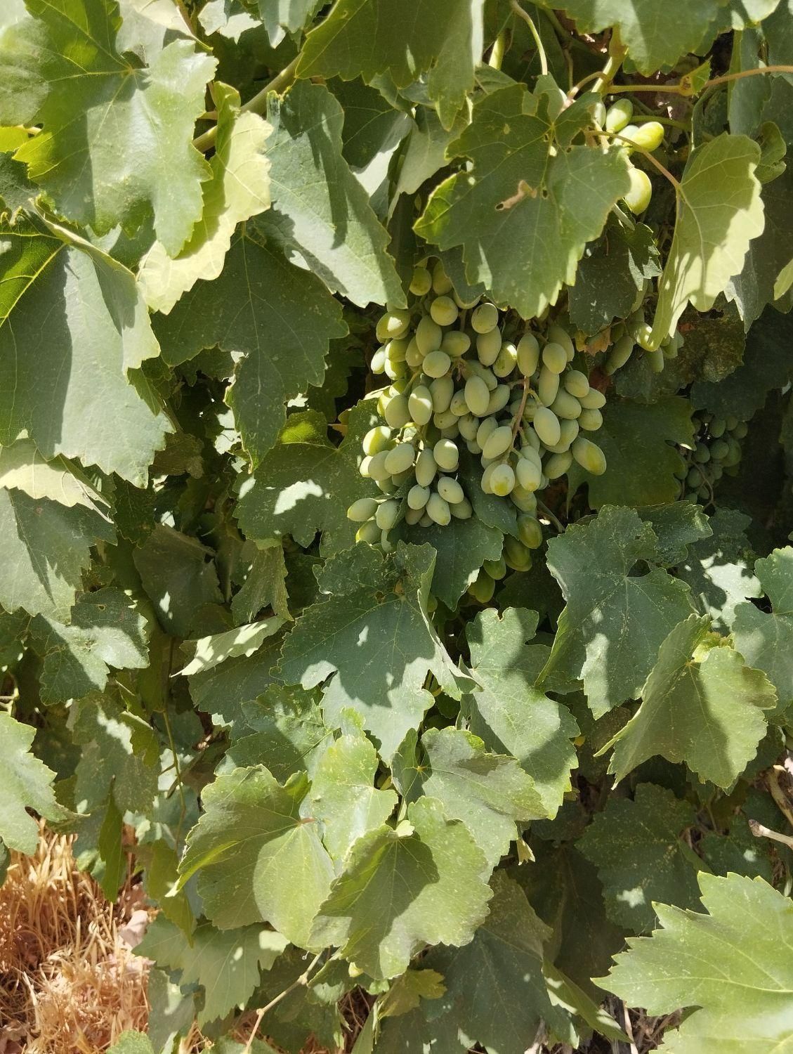 زمین کشاورزی 25 جریب دارای 8 ساعت آب فروش فوری|فروش زمین و ملک کلنگی|گلپایگان, |دیوار