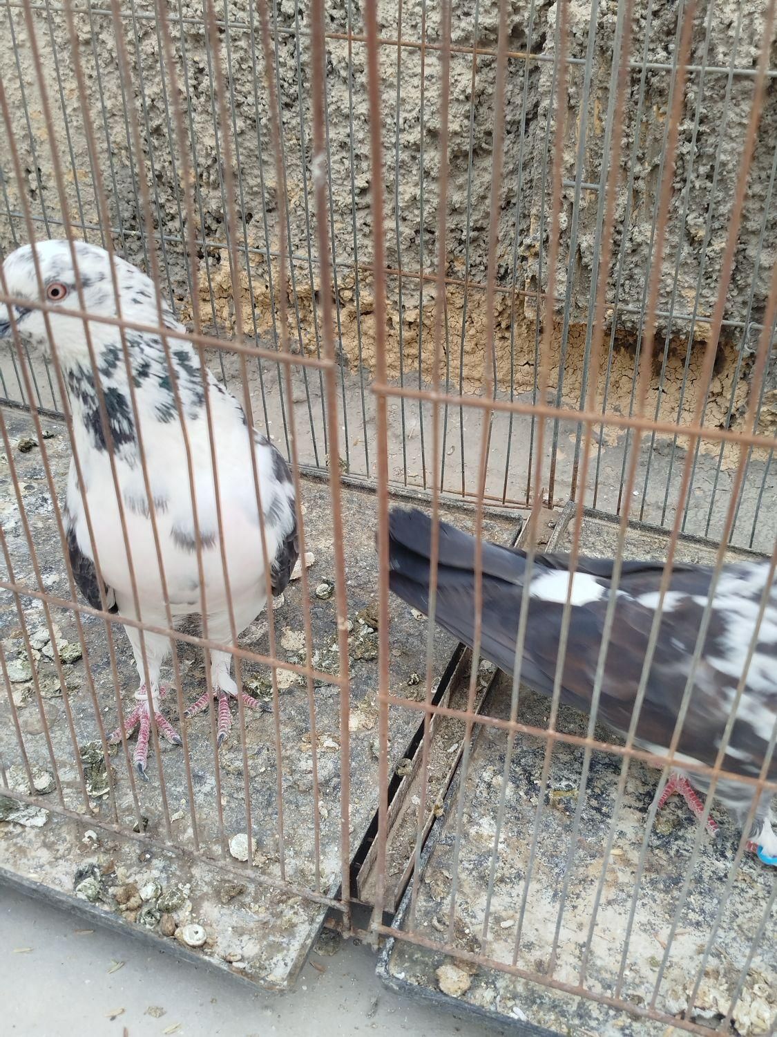 کبوتر پرشی|پرنده|اصفهان, سلطان‌آباد|دیوار