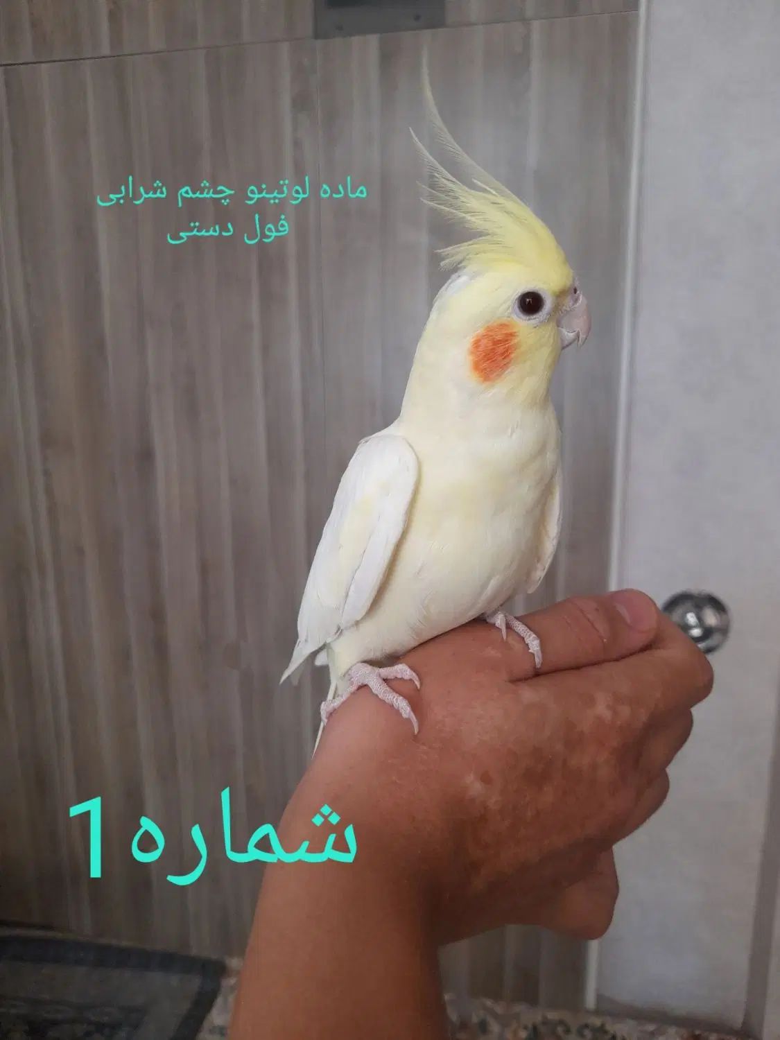 تعداد زیادی عروس هلندی نر و ماده سخنگو و دستی|پرنده|کرج, کلاک نو|دیوار
