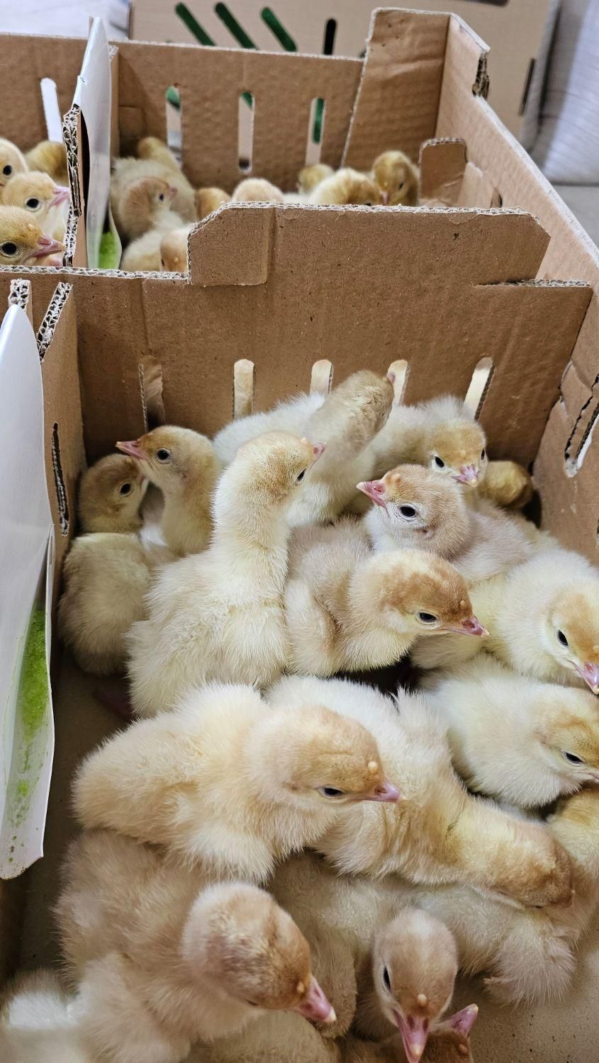 جوجه بوقلمون گوشتی بیوتی۶|حیوانات مزرعه|تنکابن, |دیوار