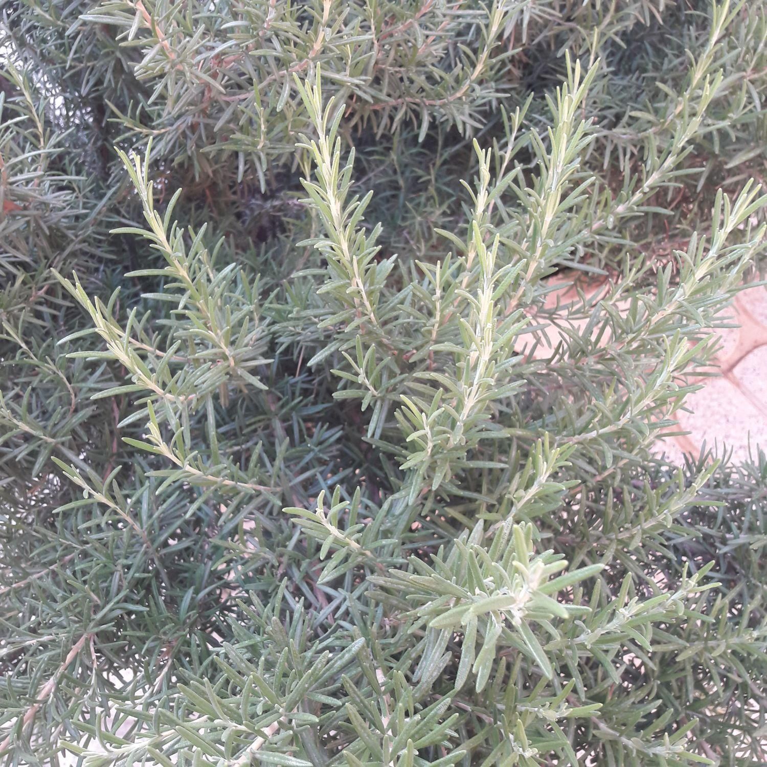 رزماری خشک شده و تازه **حراج **|گل و گیاه طبیعی|ابهر, |دیوار