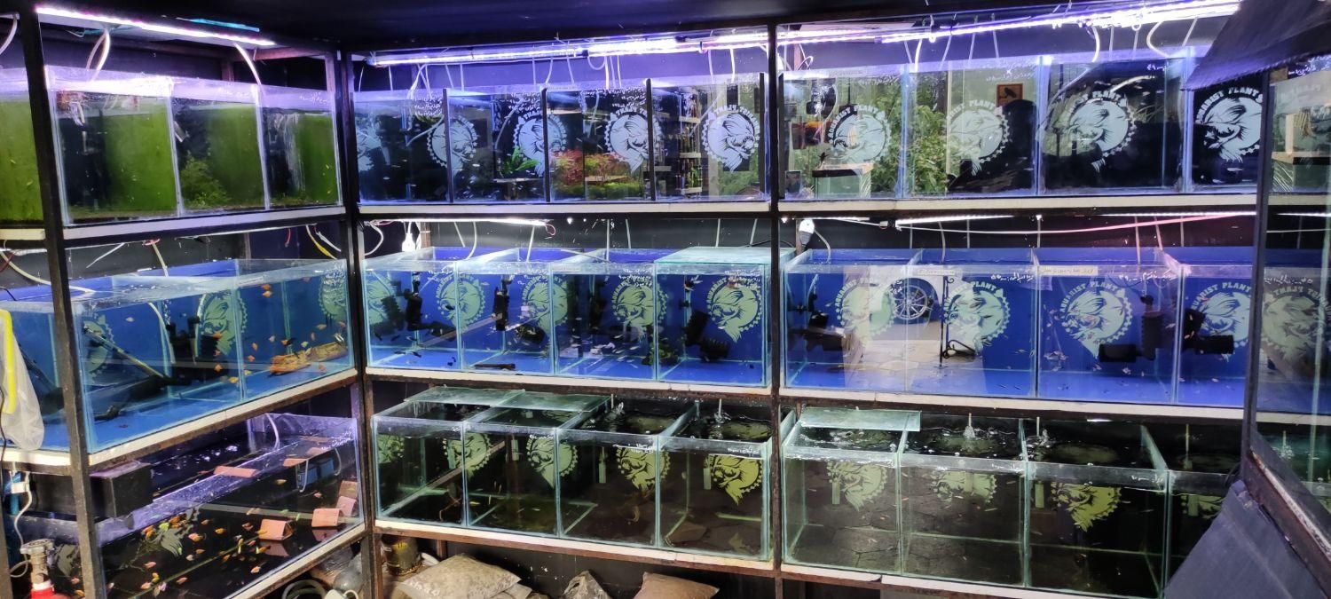 انواع ماهی گیاه خوار|ماهی|شیراز, شهرک سراج‎|دیوار