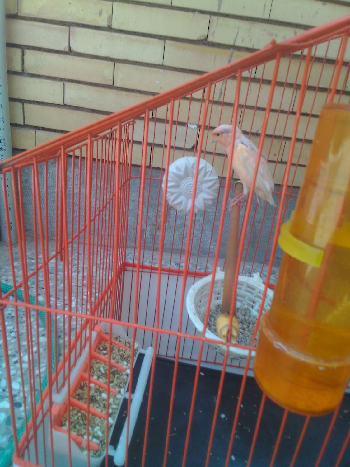 یک جفت قناری جوان|پرنده|رفسنجان, |دیوار