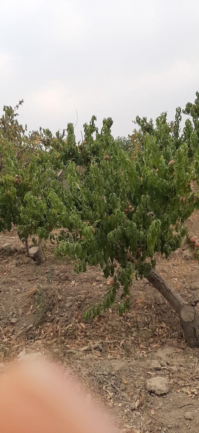 فروش باغ ۸۰۰متر و۴۰۰متر ویلا باباسلمان باغستان قدس|فروش زمین و ملک کلنگی|قدس, شهرک صنعتی زاگرس|دیوار