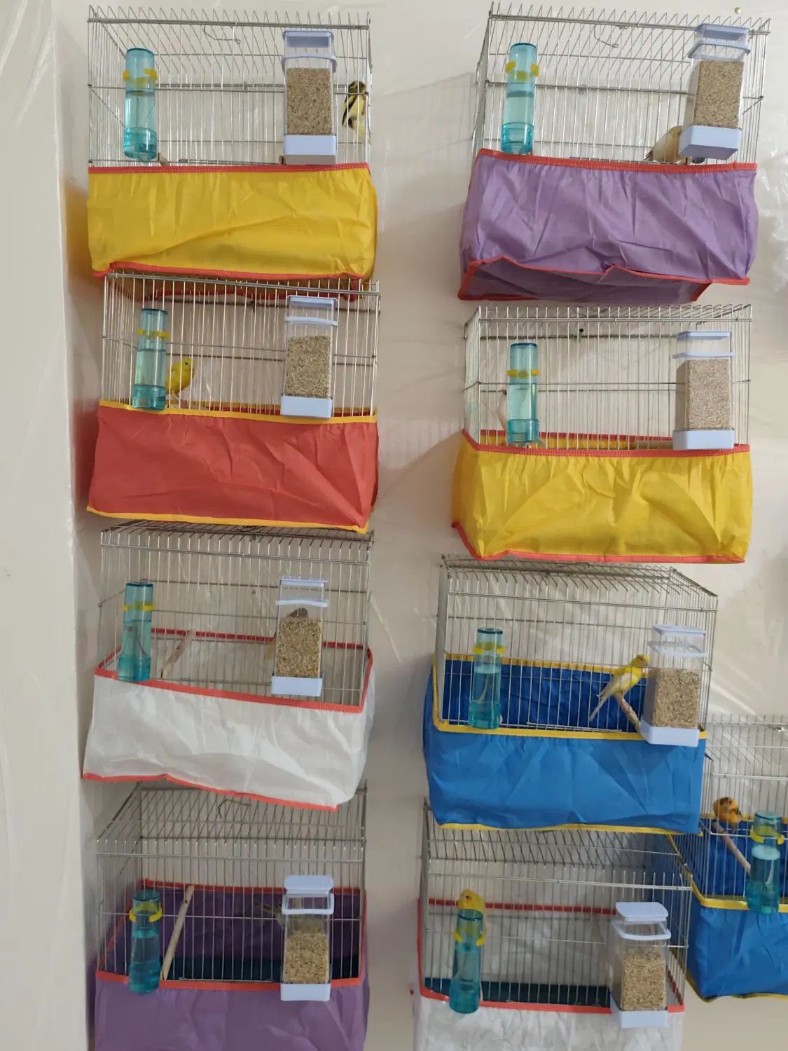 قناری|پرنده|خورموج, |دیوار