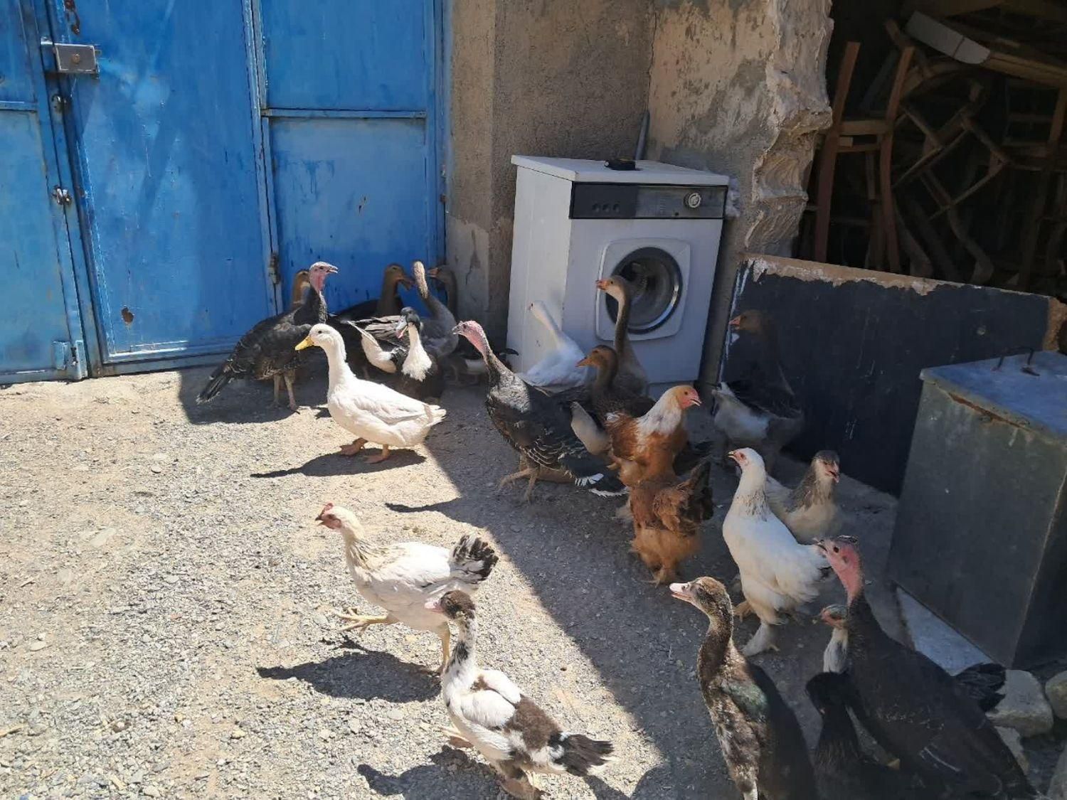 فروش چندتا.بوقلمون. غاز. اردک. برهما|حیوانات مزرعه|مشهد, خلق آباد سفلی|دیوار