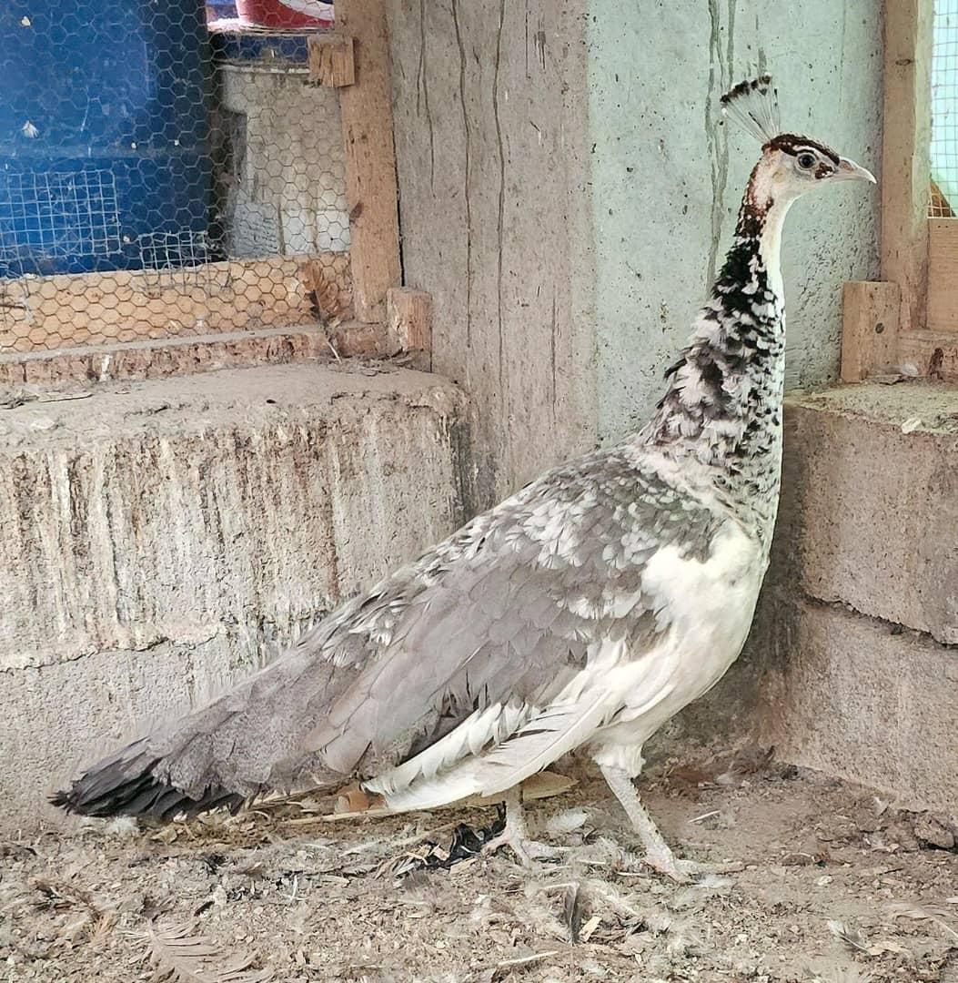 طاووس شکلاتی شانه سیاه ، اوپال و ویولت ، لیدی|پرنده|کاشمر, |دیوار