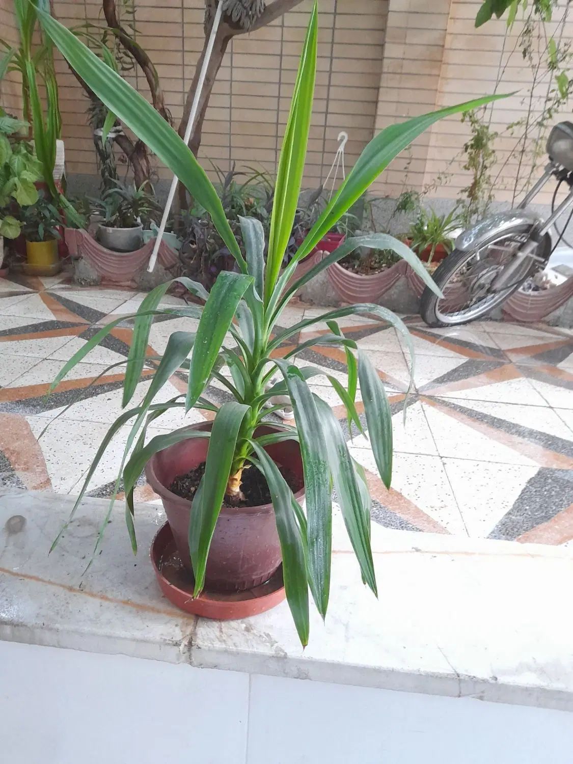 مقداری گل شاداب باقیمت مقطوع|گل و گیاه طبیعی|اصفهان, بابوکان|دیوار