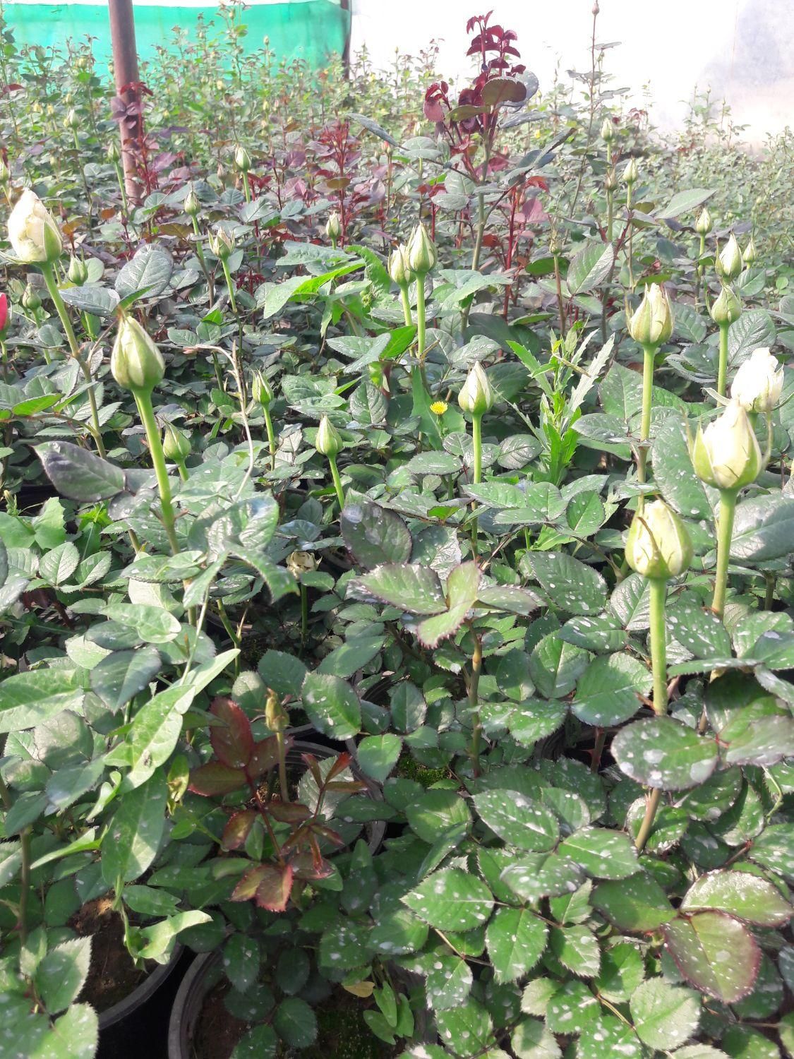 فروش رز و نهال تهران پاکدشت|گل و گیاه طبیعی|پاکدشت, پاکدشت (مامازند)|دیوار