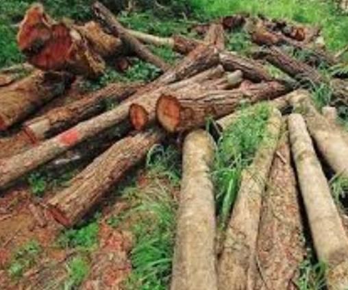 خرید چوب جهت فروش تماس بگیرید|خدمات باغبانی و درختکاری|سنگر, |دیوار